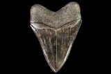 Serrated, Fossil Megalodon Tooth - Georgia #108844-2